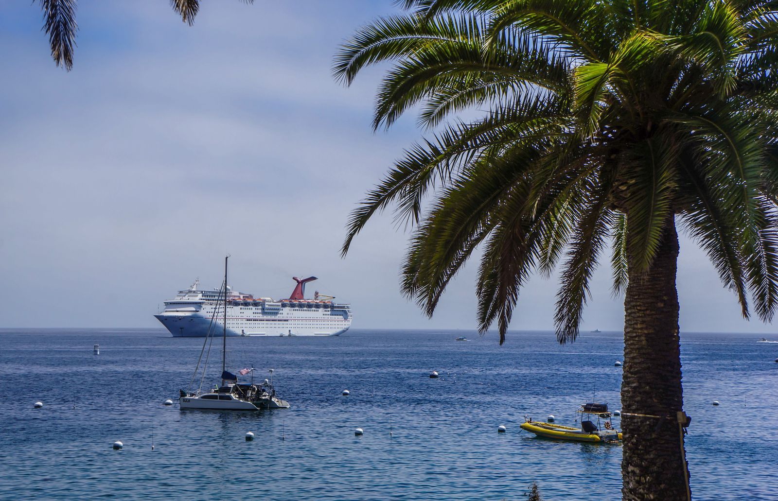 A cruise ship anchored off Avalon, Catalina Island, beyond palm trees, a tender port for cruise port excursions on your own